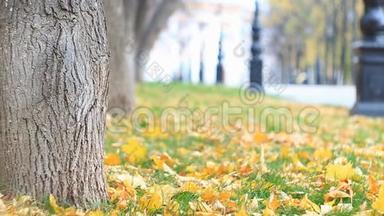 五彩缤纷的小巷在秋天的公园里有路灯，<strong>树叶</strong>正在<strong>飘落</strong>。 狂风把枫叶吹走了。 慢动作